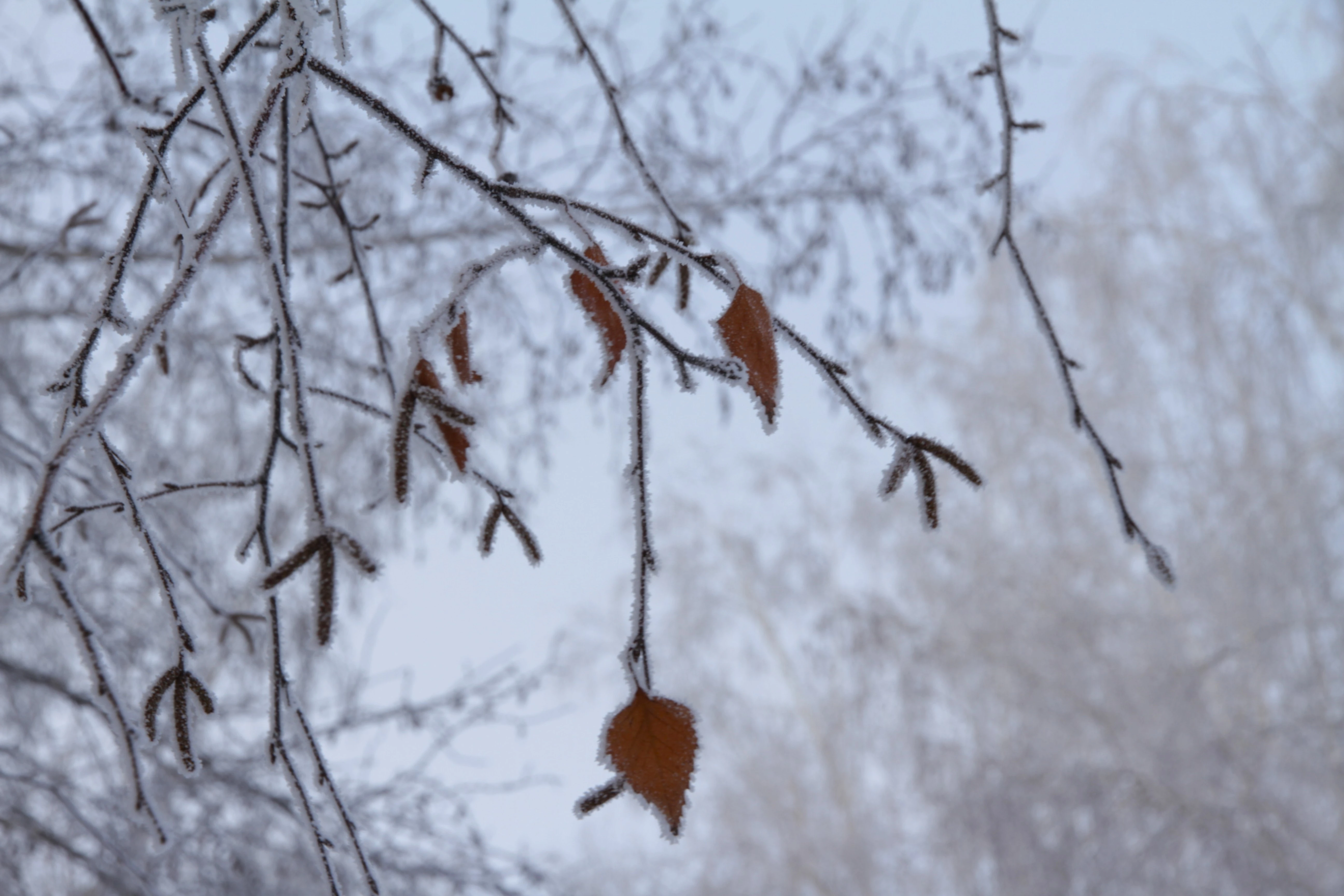 На западе Казахстана ожидаются заморозки